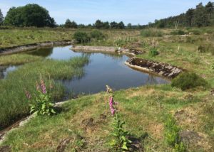 Vijverpartij De Wildakker, halverwege de Beek tussen het Bovenmeer en Tonnetjesdelle (Foto: Ad Lansink)